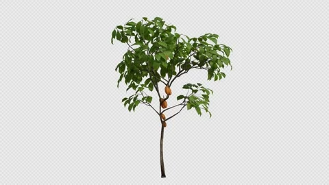 Cocoa Tree Swaying in Wind Loop Animation with Alpha Channel. Stock Footage 346283363