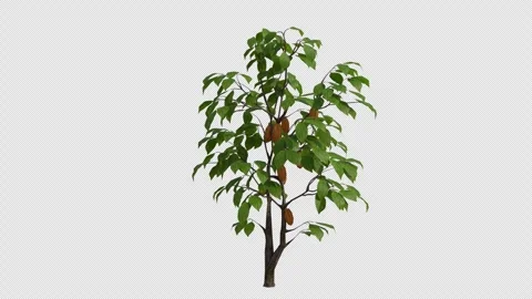 Cocoa Tree Swaying in Wind Loop Animation with Alpha Channel. Stock Footage 346283482