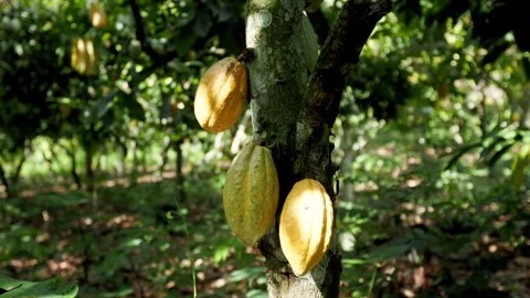 Cocoa tree with vibrant green and yellow cocoa pods growing on it. Video stock 346003024