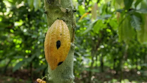Cocoa tree with vibrant yellow cocoa pods growing on it. Video stock 346003026