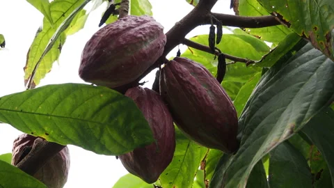 Cocoa trees are growing new on the farm Stock Footage 172053793