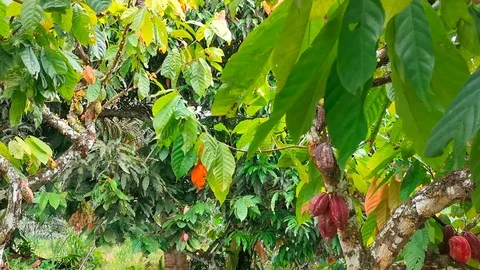 Cocoa Trees Farm Stock Footage 106344946