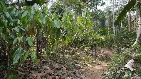 Cocoa trees in forest Stock Footage 80555030