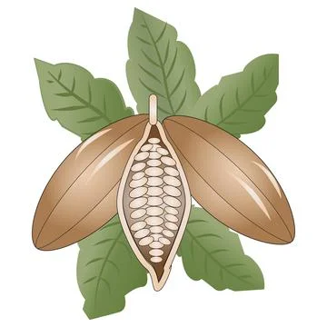 Cocoa Vector Illustration for brochures and advertisements Stock Illustration