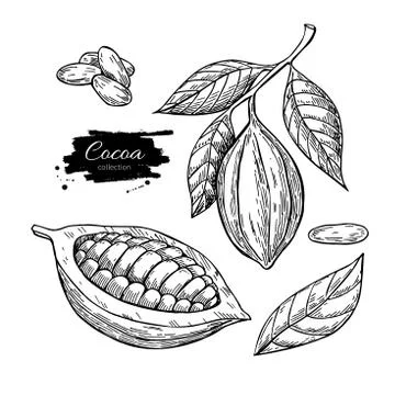 Cocoa vector superfood drawing set. Isolated hand drawn  illustr Stock Illustration