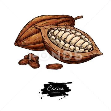 Cocoa vector superfood drawing set. Organic healthy food sketch. Stock Illustration