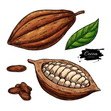 Cocoa vector superfood drawing set. Organic healthy food sketch. Stock Illustration