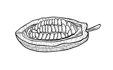 Cocoa vector superfood Stock Illustration