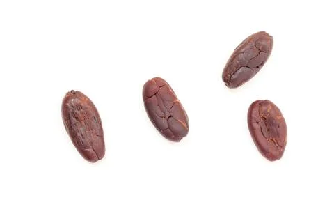 Cocoa on white background 스톡 사진