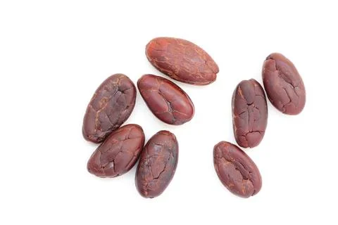 Cocoa on white background 写真素材