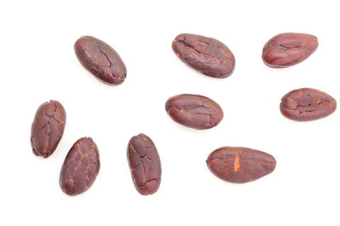 Cocoa on white background 写真素材