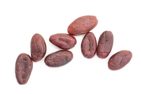 Cocoa on white background Фото