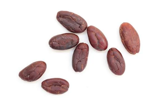 Cocoa on white background 写真素材
