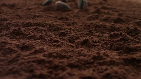 Cocoabeans4 Stock Footage 143152399