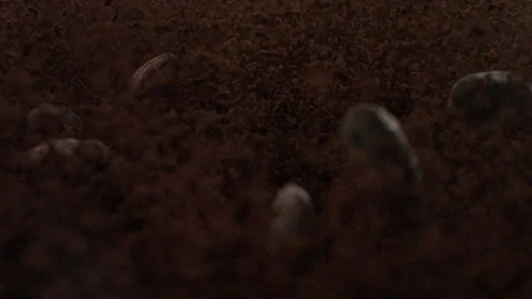 Cocoabeans5 Stock Footage 143152425