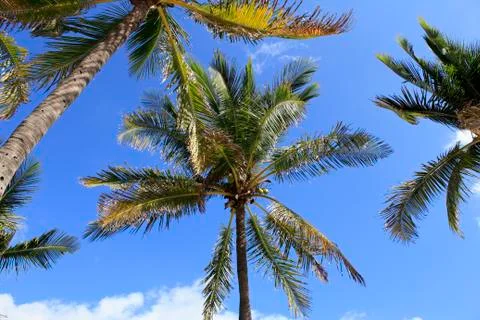 Cocoanut palm trees sky background Stock Photos