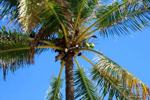 Cocoanut tree background 库存照片