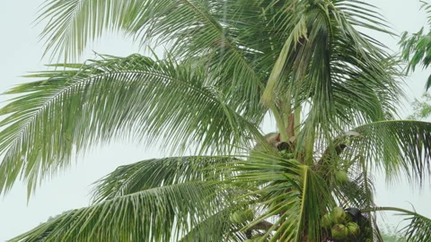 Cocoanut tree swaying in strong wind and rain. Stock Footage 171874294