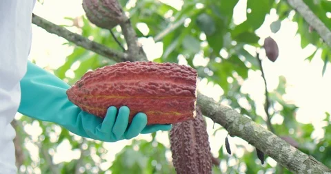 Cocoa's cuts Stock Footage 125081073