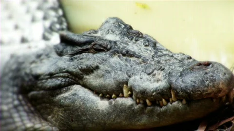Cocodile eye close Stock Footage 660254