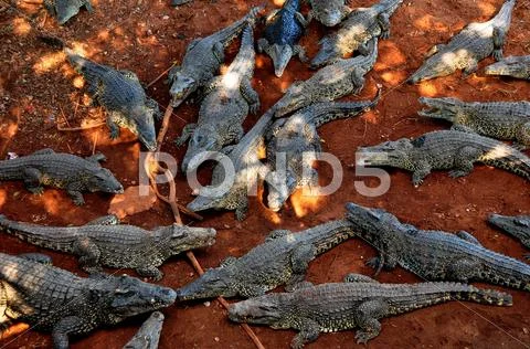 Cocodriles in Cuba Stock Photos