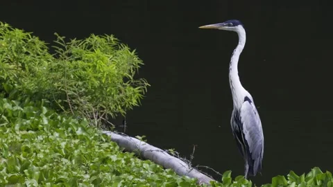Cocoi Heron (Ardea cocoi) Perched on Tree Trunk Lowering Head in Wetland 4K 스톡 동영상 339582353