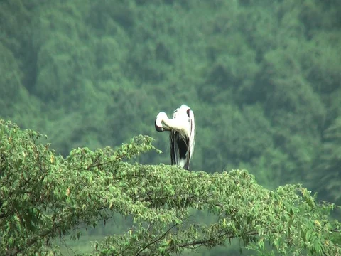 Cocoi heron Stock Footage 76788190