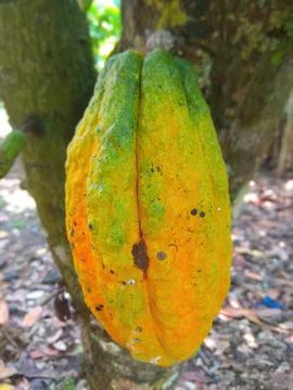 Cocok fruit Stock Photos