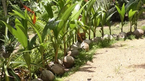 Coconat Stock Footage 112338033