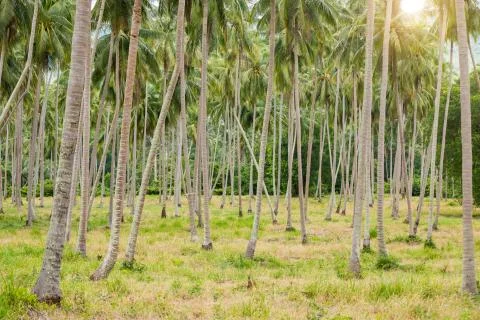 Coconat Palm Tree as natural background Stock Photos