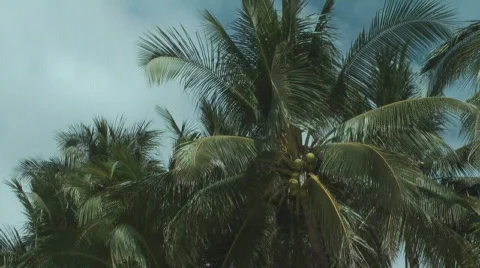 Coconats on the palm tree Stockbeeldmateriaal 693736