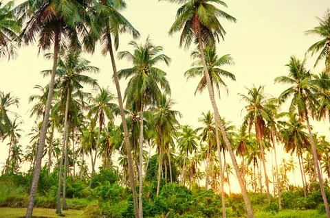 Coconuat palms in sunset Stock Photos