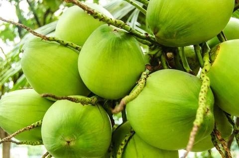 Coconut 01 Foto stock