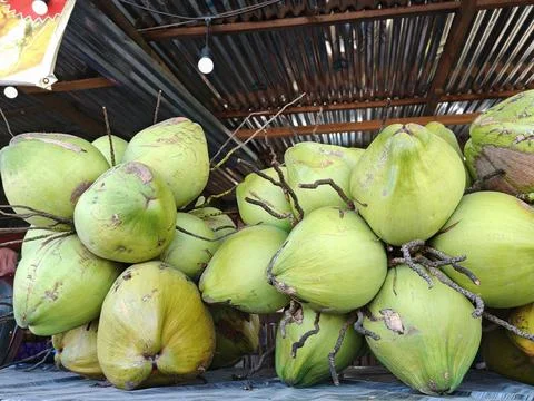 Coconut (1) Stock Photos