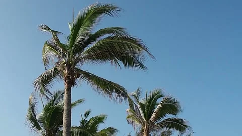 Coconut adn sky -2 Stock Footage 139181331