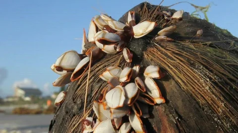 Coconut and Clams Stock Footage 770910