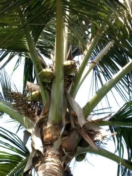 Coconut and date trees Stock Photos