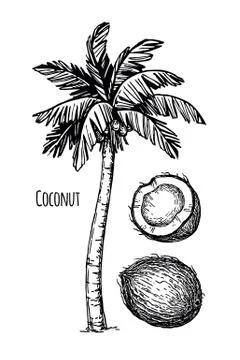 Coconut and palm tree Stock Illustration