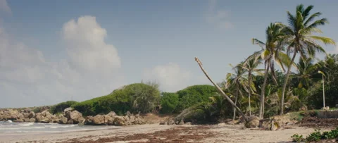 Coconut and Palm trees on the Beach, sunny day, 4K ProRess Video stock 234670326