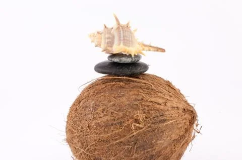 Coconut and shells Stock Photos