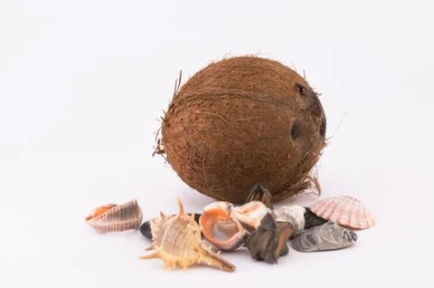Coconut and shells Stock Photos