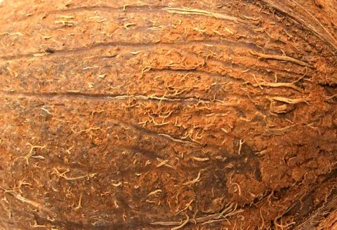 Coconut   background Stock Photos