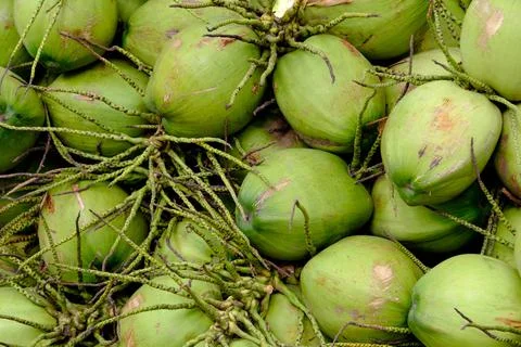 Coconut background Stock Photos