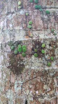 Coconut bark texture as the background Foto stock