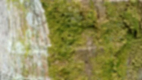 Coconut bark texture as the background Stock Photos