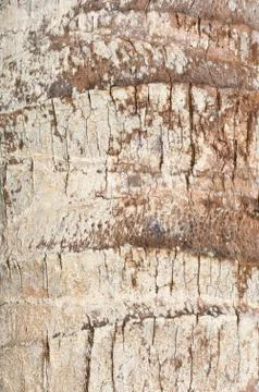 Coconut bark texture Stock Photos