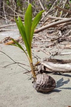 Coconut on the beach - Costa Rica Stock Photos