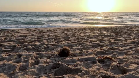 Coconut on the Beach during Sunrise 스톡 동영상 261474731