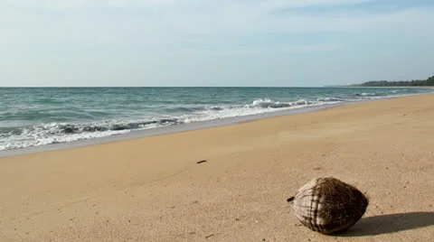 Coconut on the beach Stock Footage 22637755