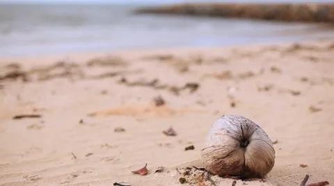 Coconut on a Beach Stock Footage 33193334